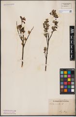 Foto von Salix aurita L.